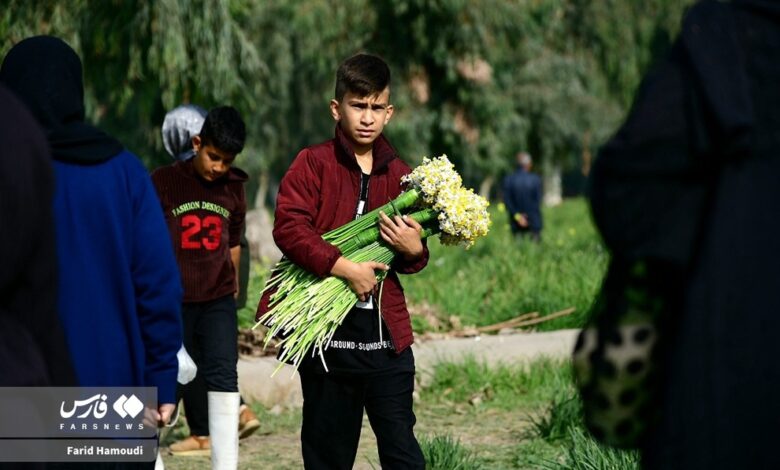 (تصاویر) برداشت گل نرگس در بهبهان