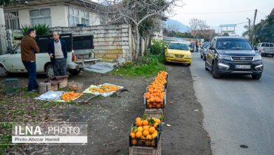 (تصاویر) اولین جشنواره پرتقال در پرشکوه لنگرود