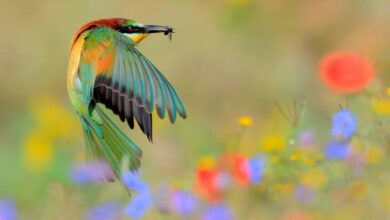 (تصاویر) برندگان مسابقه عکاسی از نمای نزدیک در سال ۲۰۲۴