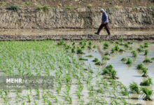 پیش‌بینی ۷۱.۶ میلیارد تومان اعتبار برای اجرای طرح جهش تولید برنج - هشت صبح