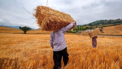 امسال ۱۰۰ درصد مطالبات گندم کاران از سوی بانک کشاورزی پرداخت شد - هشت صبح