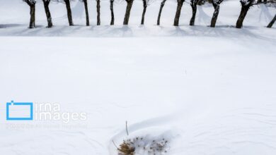 (تصاویر) طبیعت برفی روستای شیبلی