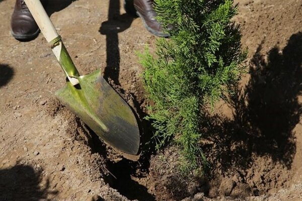 قالیباف یک اصله نهال مثمر را در شرق شهر تهران غرس کرد - هشت صبح