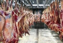 گوشتی که در بازار‌های مصرف از جمله در تهران توزیع می‌شود، فاصله‌ی قیمتی‌اش با قیمت واقعی بسیار است / خشکسالی بی سابقه‌ای که تجربه می‌کنیم، اثر منفی خود را بر مسأله‌ی گوشت خواهد گذاشت / وقتی دامدار نتواند دام خود را سیر کند، قاچاق گسترده شیوع پیدا می‌کند