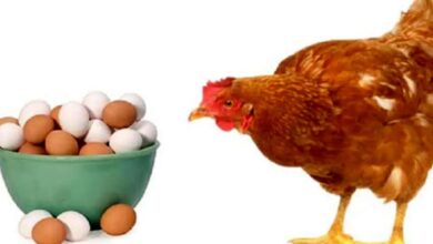نرخ مصوب هر کیلو مرغ ۱۰۵ و هر کیلو تخم‌مرغ، ۷۲ هزار تومان اعلام شد