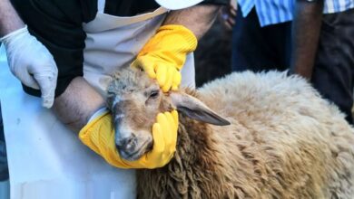 نرخ گوسفند قربانی مشخص شد/ اتحادیه مرکزی دام سبک: قیمت دام زنده کیلویی ۳۲۰ هزار تومان است