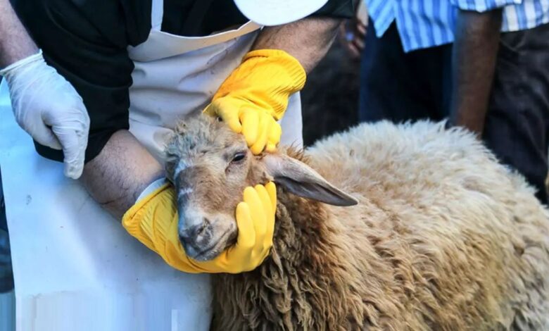 نرخ گوسفند قربانی مشخص شد/ اتحادیه مرکزی دام سبک: قیمت دام زنده کیلویی ۳۲۰ هزار تومان است