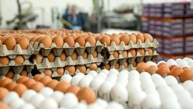 مهر: افزایش دمای هوا قیمت تخم‌ مرغ را به ۴۰ هزار تومان کاهش داد