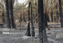 اخذ دستور وزیر برای تأمین بچه‌نخل و بیمه نخیلات آسیب‌دیده آبادان - هشت صبح