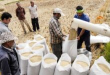دبیر انجمن واردکنندگان برنج: دسترسی به برنج با کیفیت و قیمت مناسب هندی و پاکستانی فراهم است و اگر سقف ارزی واقع‌بینانه تعیین شود، می‌توان انتظار کاهش قیمت این محصول را داشت