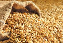 قیمت خرید تضمینی جو و ذرت در سال جدید زراعی، ۲۳ هزار تومان تعیین شد