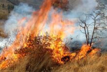 کمیسیون شوراهای مجلس درباره آتشسوزی جنگلهای الیت: حریق احتمالا با دخالت عامل انسانی از جمله شکارچیان غیر قانونی یا عابران غیر مجاز آغاز شده/ فقدان پایگاههای دائمی زمینی و هوایی و عدم تشکیل منظم جلسات مدیریت بحران، از دلایل گسترش آتش بوده