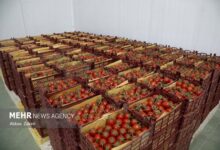 جهش ۴۳ درصدی قیمت گوجه فرنگی در آبان ۱۴۰۴ - هشت صبح