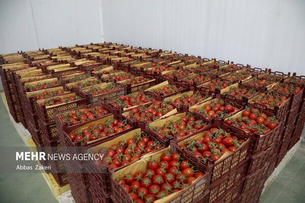 جهش ۴۳ درصدی قیمت گوجه فرنگی در آبان ۱۴۰۴ - هشت صبح