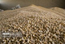 آغاز اجرای مصوبه دولت برای ساماندهی واردات و عرضه نهاده‌های دامی - هشت صبح