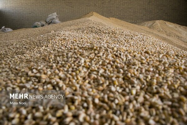 آغاز اجرای مصوبه دولت برای ساماندهی واردات و عرضه نهاده‌های دامی - هشت صبح