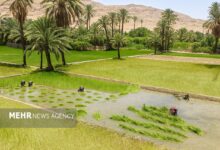 گزارش دیوان محاسبات از عدم تحقق قانون اخذ عوارض از چاه‌های کشاورزی - هشت صبح