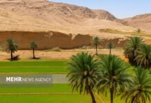 ضرورت تجمیع کشاورزان در قالب تعاونیها - هشت صبح