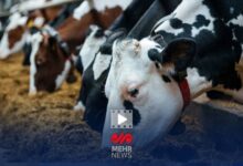 گم شدن ۱۸۰ هزار تن نهاده عادی است؟