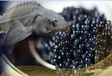 رهاسازی ۸۰۰ هزار قطعه بچه‌ماهی خاویاری در زیستگاه‌های طبیعی - هشت صبح