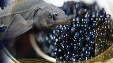 رهاسازی ۸۰۰ هزار قطعه بچهماهی خاویاری در زیستگاههای طبیعی - هشت صبح