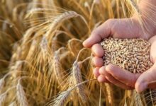 یکسوم مطالبات گندمکاران پرداخت شد - هشت صبح