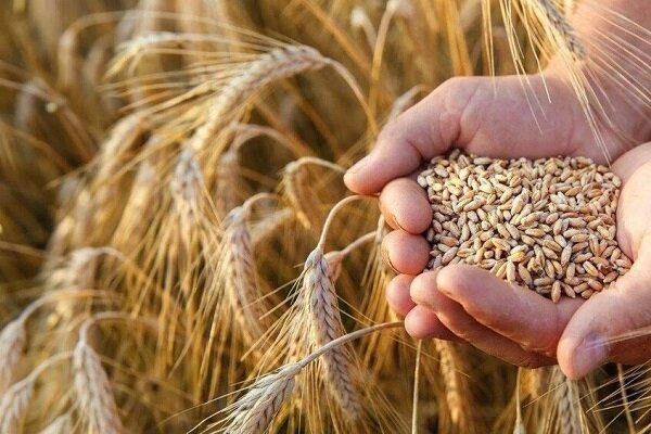 یک‌سوم مطالبات گندم‌کاران پرداخت شد - هشت صبح
