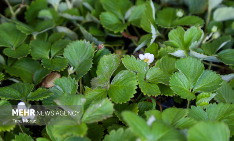 افتتاح ۱۰۶۳ طرح آب و خاک به زودی - هشت صبح