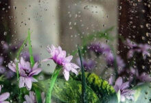 توصیه کارشناسان هواشناسی بخش کشاورزی برای ۵ روز آینده - هشت صبح