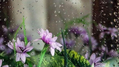 توصیه کارشناسان هواشناسی بخش کشاورزی برای ۵ روز آینده - هشت صبح