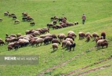 دام عشایری حمایت می‌شود - هشت صبح