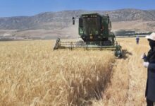 ارتقای بهره‌وری آب؛ راهکار عبور از چالش امنیت غذایی در شرایط کم‌آبی - هشت صبح