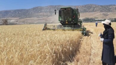 ارتقای بهره‌وری آب؛ راهکار عبور از چالش امنیت غذایی در شرایط کم‌آبی - هشت صبح