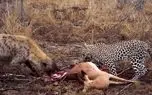 پلنگ شکار را از کفتار ربود و به بالای درخت برد