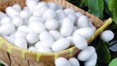 پیگیری تخصیص ۳۰ میلیارد تومان تسهیلات برای تجهیزات فنی نوغانداری - هشت صبح