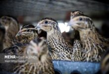 تسهیل‌گری هوشمند در صدور مجوزهای بهداشتی دام و طیور - هشت صبح