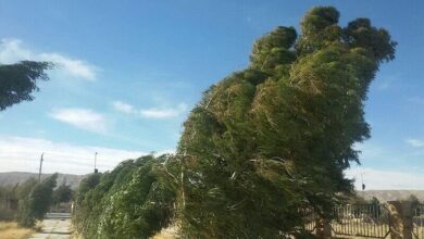 شستشوی برگ گیاهان پس از وزش باد ضروری است - هشت صبح