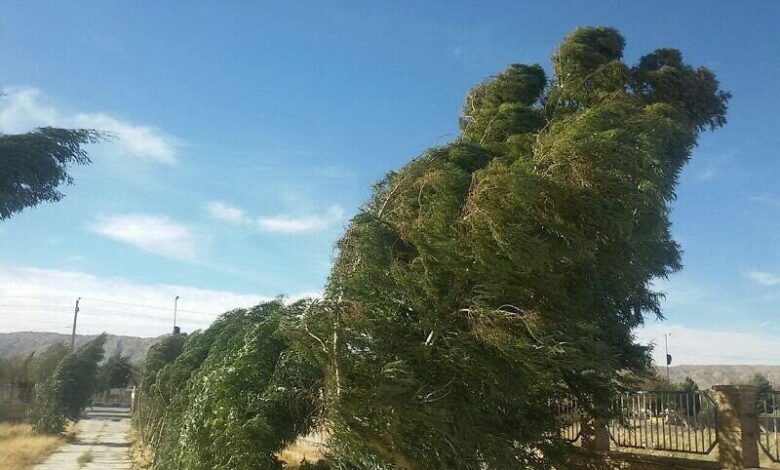 شستشوی برگ گیاهان پس از وزش باد ضروری است - هشت صبح