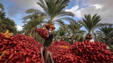 دپوی خرما در سردخانه های فهرج؛ خرماداران در انتظار تدبیر مسئولان
