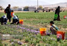 تولید زعفران، گل محمدی و خرمای ایران در رتبه نخست جهانی - هشت صبح