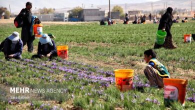 تولید زعفران، گل محمدی و خرمای ایران در رتبه نخست جهانی - هشت صبح