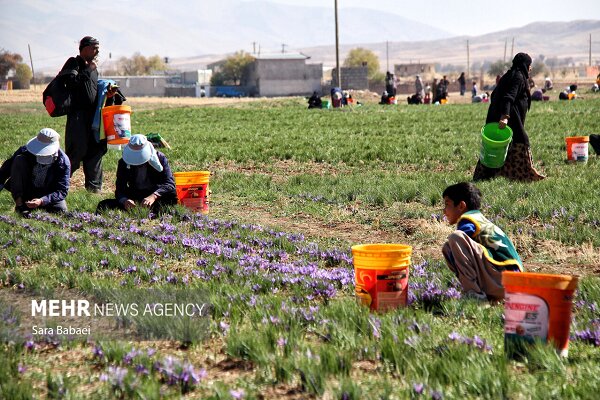 تولید زعفران، گل محمدی و خرمای ایران در رتبه نخست جهانی - هشت صبح