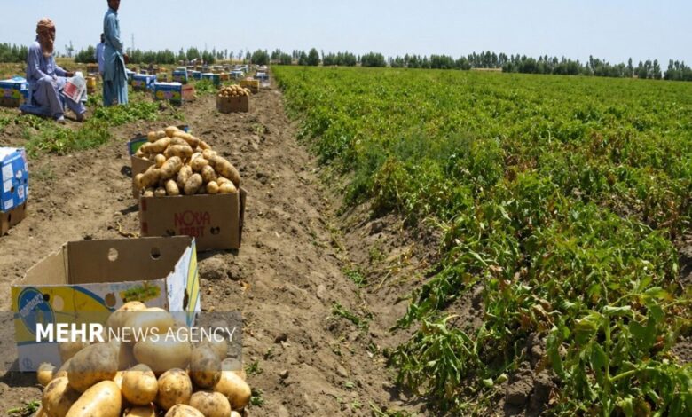 نقش تشکل‌های کشاورزی در مدیریت بازار تقویت می‌شود - هشت صبح
