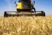 پرداخت مطالبات گندمکاران خوزستانی بهصورت مستمر پیگیری میشود - هشت صبح