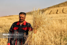 ۱۷ همت دیگر برای گندمکاران واریز شد - هشت صبح