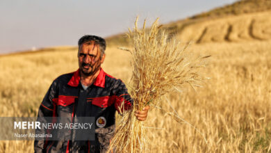 ۱۷ همت دیگر برای گندمکاران واریز شد - هشت صبح