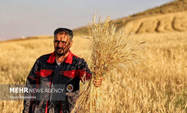 ۱۷ همت دیگر برای گندمکاران واریز شد - هشت صبح