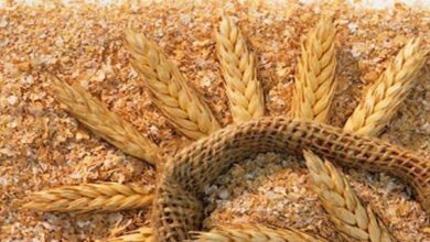 عرضه سبوس در بازارگاه فراهم شد - هشت صبح