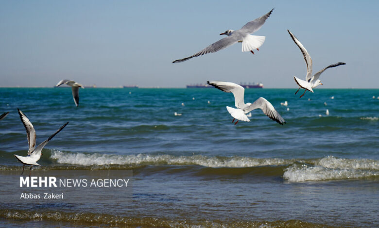 صدور هشدار نارنجی برای خلیج‌فارس؛ ارتفاع موج به ۲۴۰ سانتی‌متر می‌رسد - هشت صبح