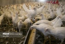 عرضه ۱۷۴ هزار و ۸۵۴ تن گوشت طیور در خرداد ۱۴۰۵ - هشت صبح